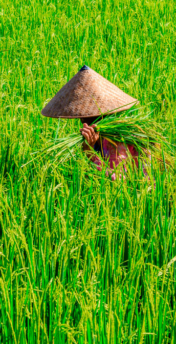 planeta-sostenibilidad-udon